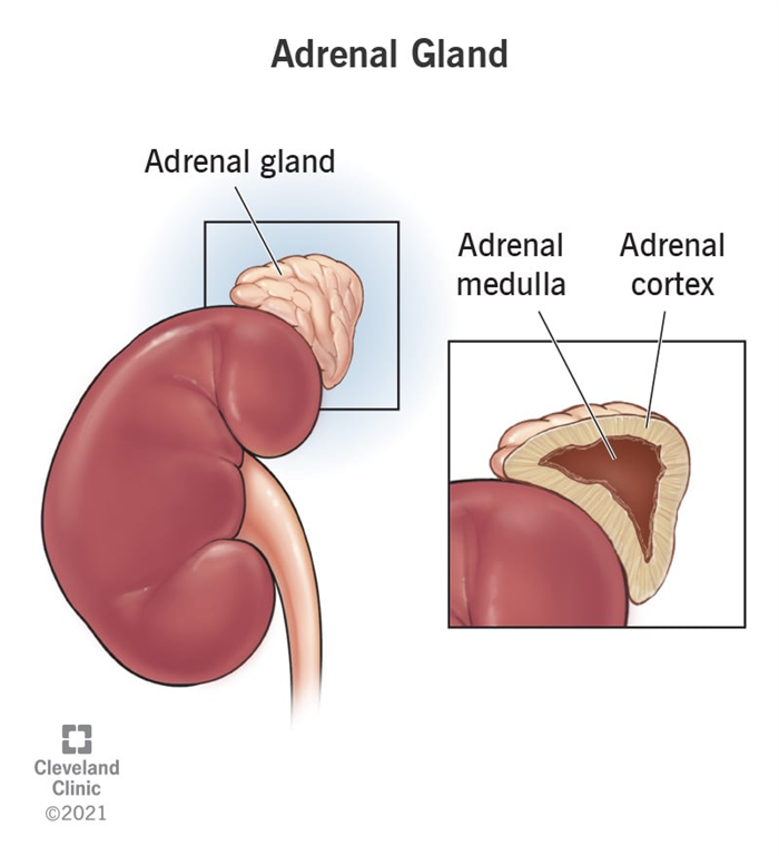 Your adrenal glands are small endocrine glands that are located on top of each of your two kidneys. They release certain hormones.