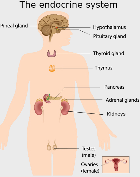 Illustration of the endocrine glands.