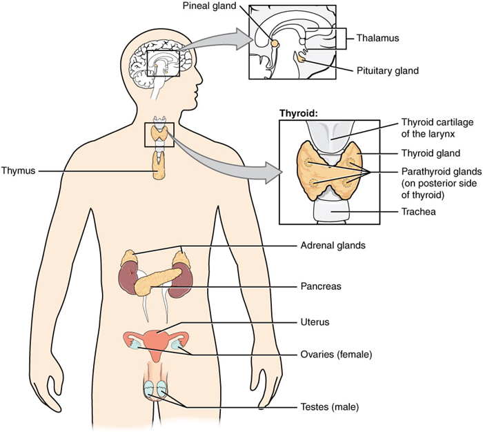 Locations of endocrine glands in the human body. Image credit: OpenStax Anatomy and Physiology.