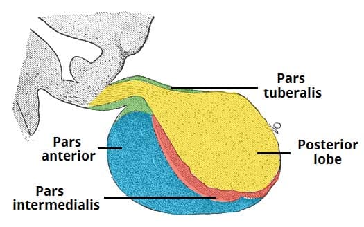 Fig 1.1 - The structure of the pituitary gland.