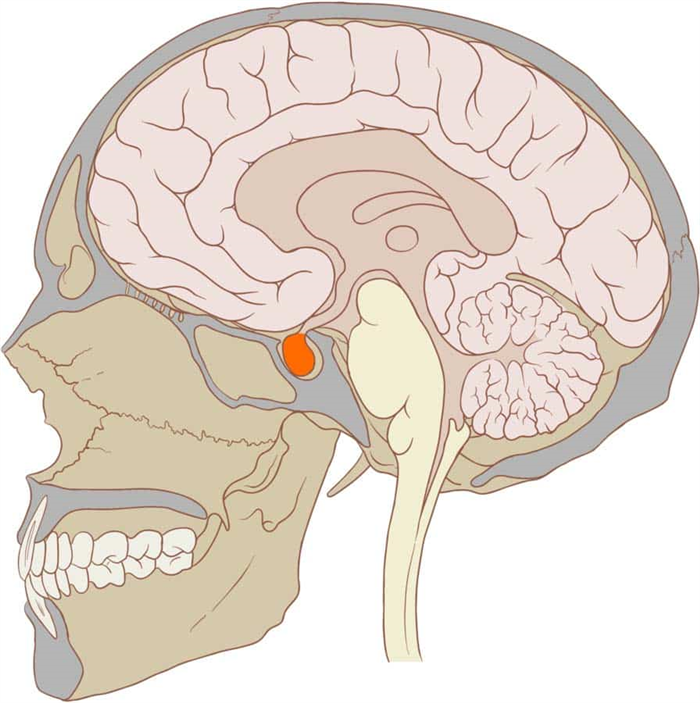 Fig 1.0 - The pituitary gland.