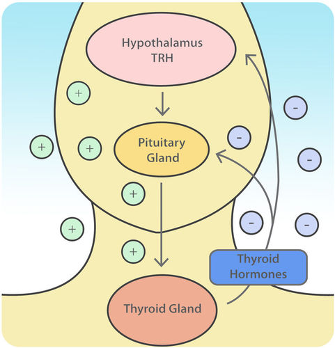thyroid hypothalamus negative feedback