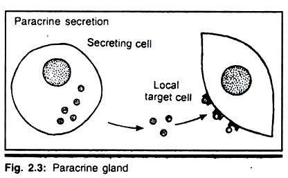 Paracrine Gland