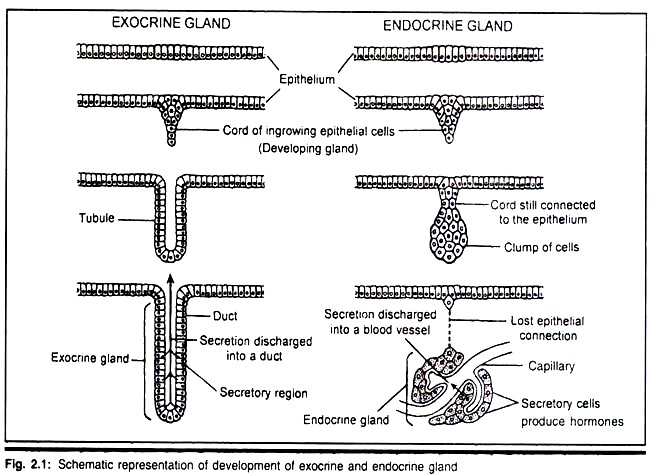 Development of Exocrine and Endocrine Gland