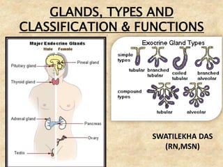 Glands, Types, classification and functions(Anatomy Topic)