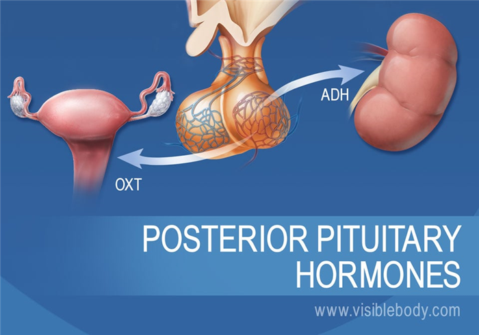A diagram of the pituitary gland and the posterior pituitary hormones
