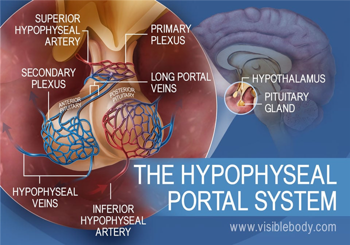 A diagram of the hypophyseal portal system in the pituitary gland, including hypophyseal veins and the superior and inferior hypophyseal artery