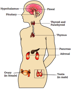 Ductless glands location and function in human body
