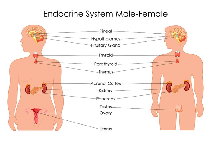 Endocrine Glands Diagram