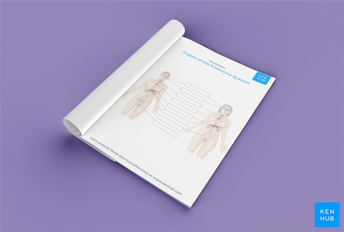 Test your knowledge of the organs of the endocrine system with our unlabeled diagram: Download below!