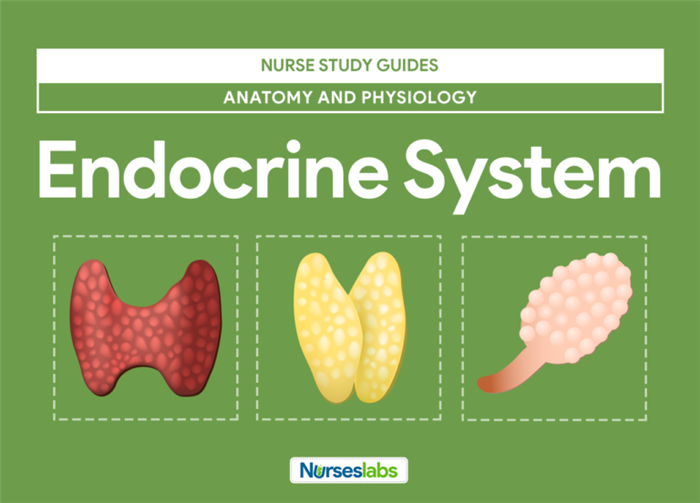 Endocrine System Anatomy and Physiology