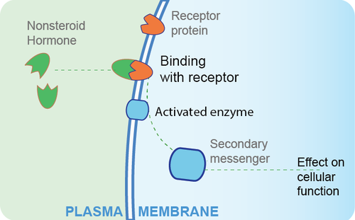 non-steroid hormone mechanism