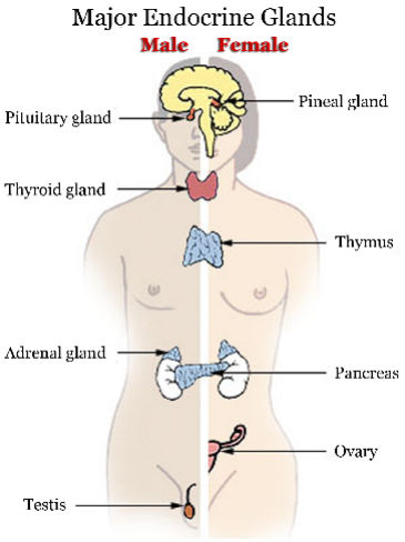 Major Endocrine Glands