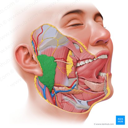 Parotid gland (Glandula parotidea); Image: Paul Kim