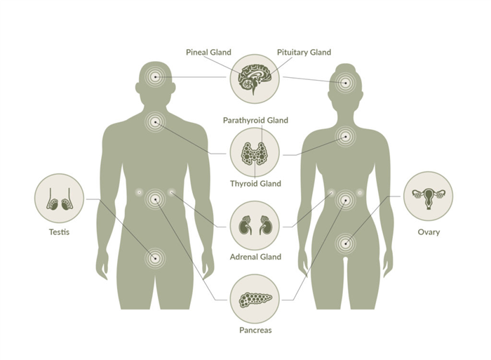 hormones endocrine system