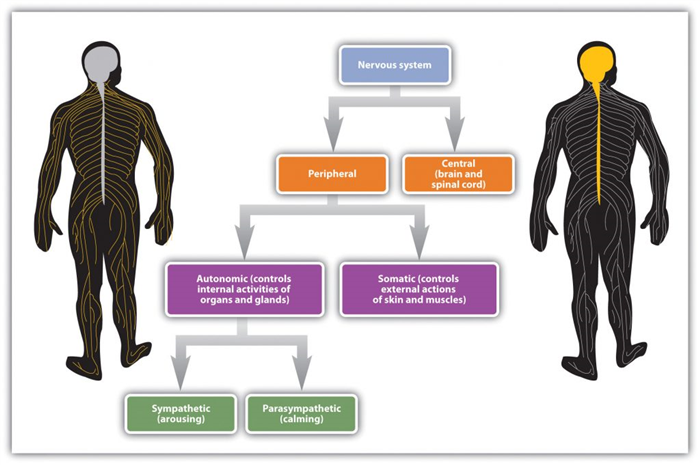 The nervous system. Long description available