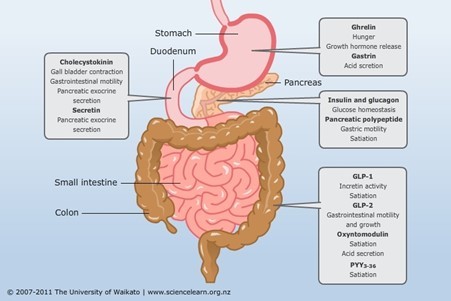 How are the Endocrine and Nervous system involved in regulating digestion?