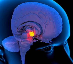 Computer artwork of a person's head showing the left side of the brain with the hypothalamus highlighted.