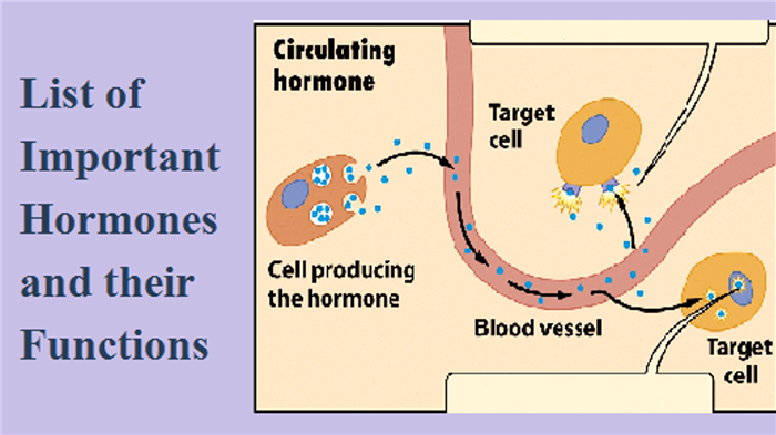 List of important hormones and their functions