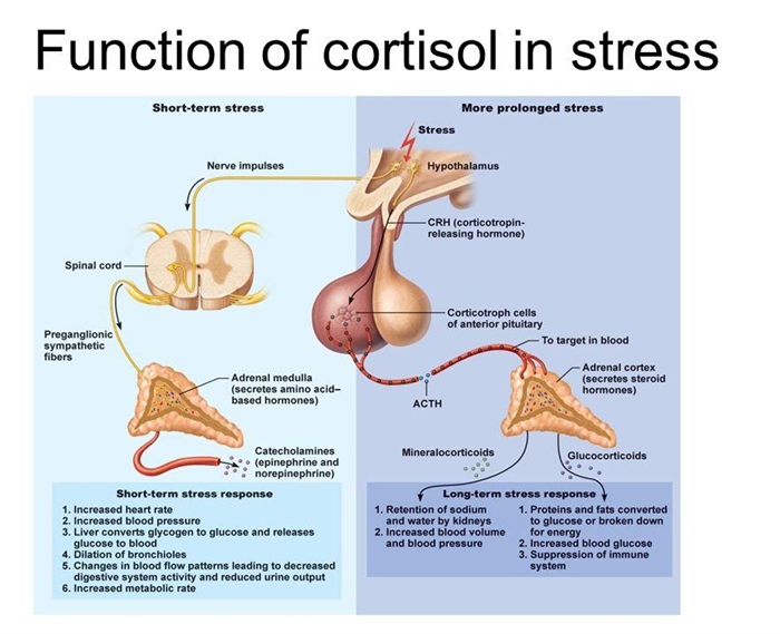 function of cortisol hormone