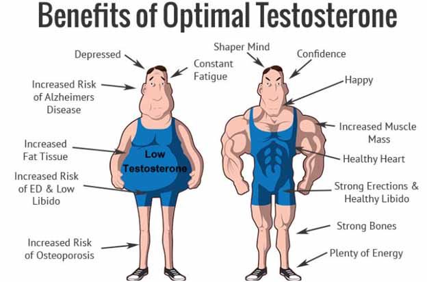 Function of testosterone hormone