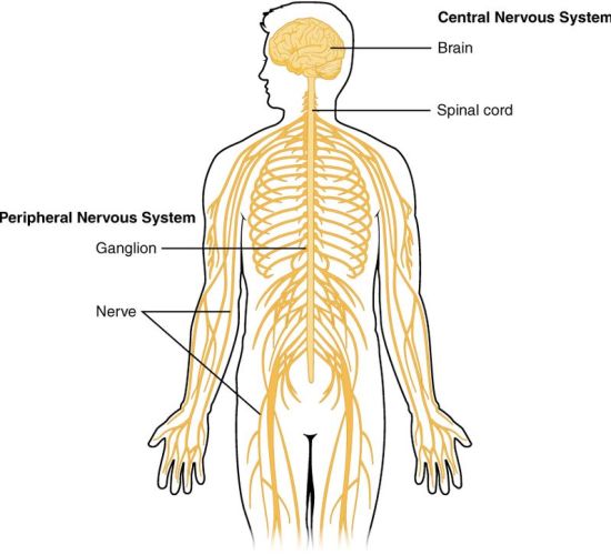Difference Between Endocrine System and Nervous System