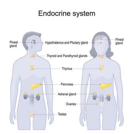 Main glands of the human endocrine system. comparative anatomy of female and male body. poster for educational explanations. infographic. vector illustration
