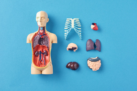 Human anatomy mannequin with internal organs on blue background top view