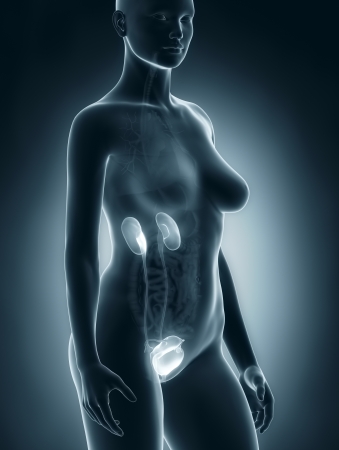 Woman urogenital anatomy Stock Photo