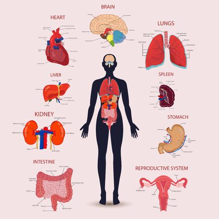 Human internal organs icons set. human anatomy concept. vector