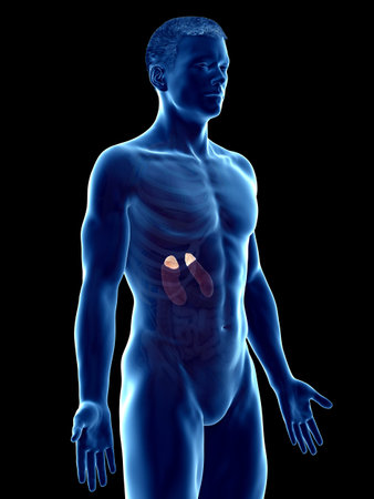 3d rendered medically accurate illustration of a mans adrenal glands