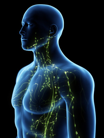 3d rendered medically accurate illustration of the upper lymphatic system