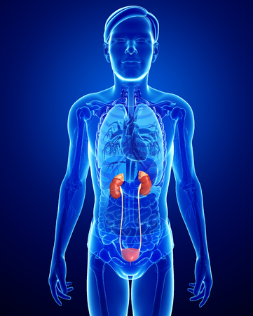 Illustration of male urinary system