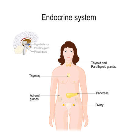 Endocrine system. for woman. closeup of endocrine glands in a brain. human anatomy. female silhouette with highlighted internal organs. vector illustration for biological, medical, science and educational use.