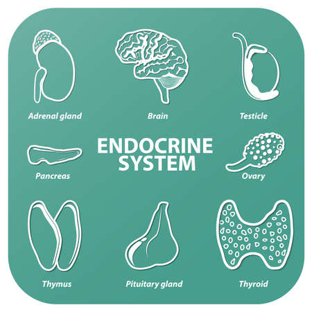 Set icons with shadow. vector. human organs. endocrine system (pituitary gland, pineal gland, testicle, ovary, pancreas, thyroid, thymus, adrenal gland).