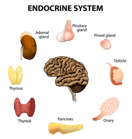 Human anatomy. endocrine system set icons.