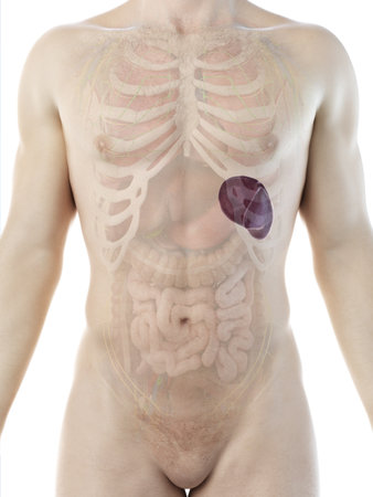 3d rendered medically accurate illustration of a mans spleen Stock Photo