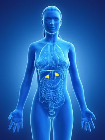 3d rendered medically accurate illustration of a womans adrenal glands Stock Photo