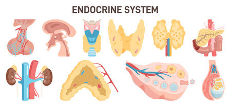 Endocrine system organs and glands. hormone release glands of human