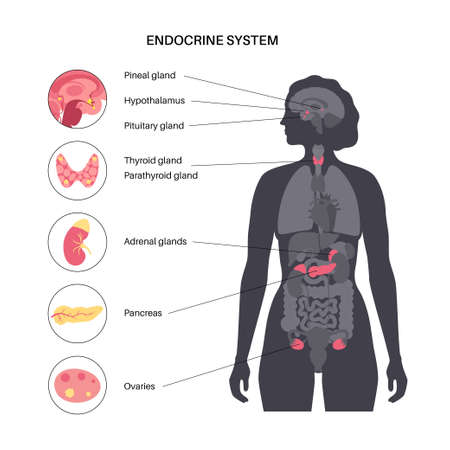 Human endocrine system