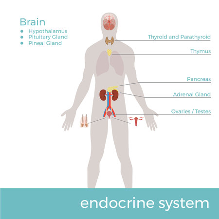 Vector illustration of human endocrine system with description