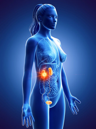 3d rendered medically accurate illustration of a womans kidney cancer Stock Photo