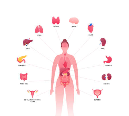 Human body with internal organ anatomy. vector flat healthcare illustration. female body isolated on white background. organs icon with text and pointer. design for health care, science, biology