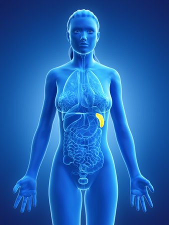 3d rendered medically accurate illustration of a womans spleen Stock Photo