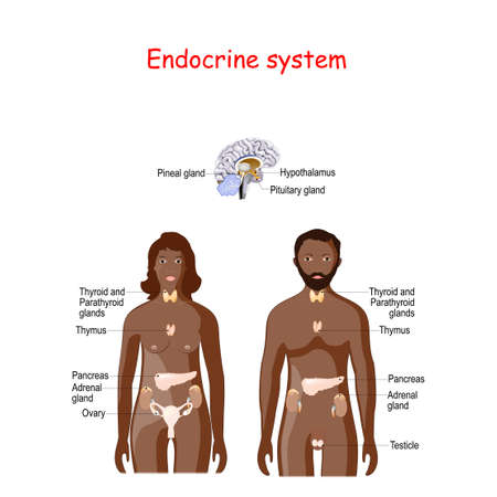 Endocrine system. human anatomy. human silhouette with highlighted internal organs. black male, and female