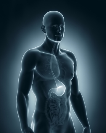 Male stomach anatomy