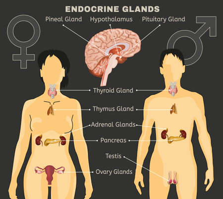 Female and male endocrine system comparative design illustration.