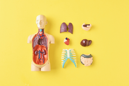 Human anatomy mannequin with internal organs on yellow background top view Stock Photo