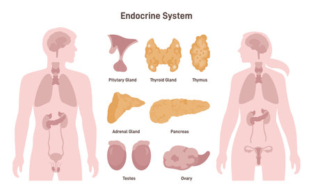 Female and male endocrine system. human anatomy. man and woman Stock Photo