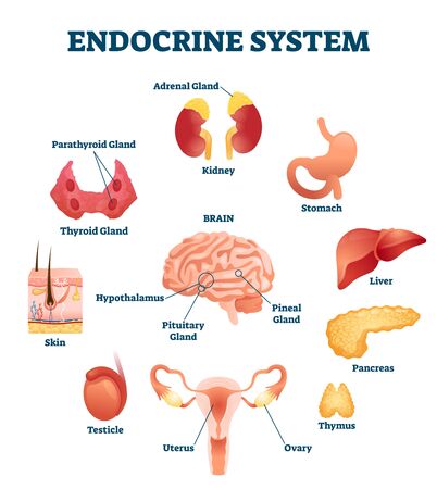 Endocrine system vector illustration. inner hormonal organ educational scheme. medical diagram with glands and hormone brain parts. collection with liver, pancreas, thymus and testicles as regulators. Vector Illustration